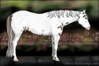 Horse Color:Liver Red Roan Tobiano Frame Leopard 