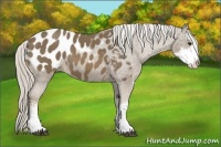 Horse Color:Chocolate Palomino Sabino Appaloosa Rabicano 