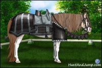 Horse Color:White Spotted Bay Pearl Dun