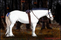 Horse Color:Buckskin Appaloosa