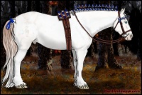 Horse Color:Buckskin Pearl Appaloosa 