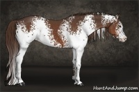 Horse Color:White Spotted Liver Chestnut Sabino