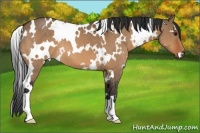 Horse Color:White Spotted Bay Dun