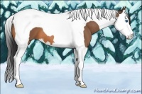 Horse Color:Buckskin Sabino Splash Tobiano