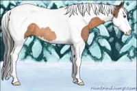 Horse Color:Buckskin Sabino Splash Tobiano Rabicano