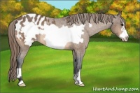 Horse Color:Buckskin Frame Appaloosa Rabicano