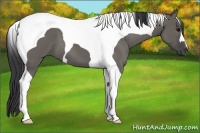 Horse Color:Grullo Tobiano