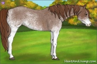 Horse Color:White Spotted Red Roan 