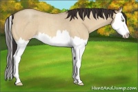 Horse Color:Amber Champagne Roan Dun Splash