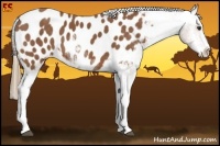 Horse Color:Chestnut Sabino Near Leopard 