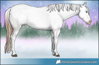 Horse Color:Black Sabino Splash Appaloosa 
