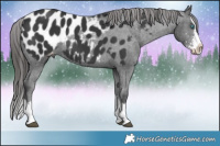 Horse Color:Black Sabino Splash Appaloosa