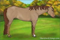 Horse Color:Red Dun Roan