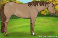 Horse Color:Red Dun 