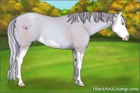 Horse Color:Watercolor Bay Pearl Splash 
