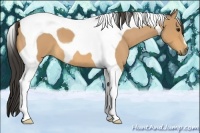 Horse Color:Buckskin Roan Tobiano