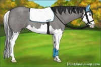 Horse Color:Grullo Roan Splash 