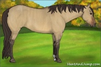 Horse Color:Bay Dun  Brindle