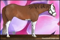 Horse Color:Chestnut Splash