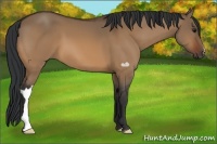 Horse Color:Bay Dun 