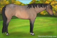 Horse Color:Buckskin Roan 