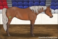 Horse Color:Silver Bay 