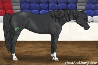 Horse Color:Black 
