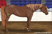 Horse Color:Chestnut 