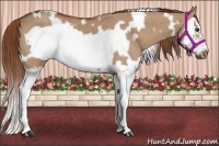 Horse Color:White Spotted Red Dun Splash Frame