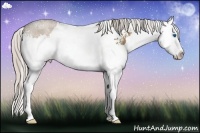 Horse Color:White Spotted Silver Bay Dun Sabino Splash Rabicano