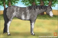 Horse Color:White Spotted Grullo 