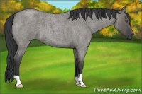 Horse Color:Grullo Roan 