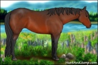 Horse Color:Bay Rabicano 
