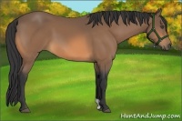 Horse Color:Buckskin 