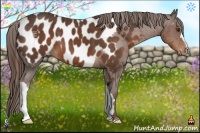 Horse Color:Liver Chestnut Appaloosa 