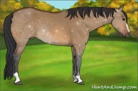 Horse Color:Bay Dun Sabino 