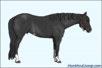 Horse Color:Black Sabino