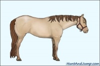 Horse Color:Bay Roan Pearl Dun