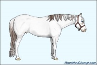 Horse Color:Sable Champagne Sabino Splash Frame Appaloosa 