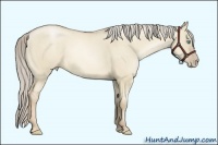 Horse Color:Chocolate Palomino Pearl Dun Sabino 