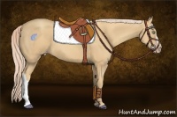 Horse Color:Gold Cream Champagne 
