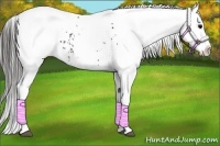 Horse Color:White Spotted Black Blanket 