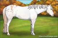 Horse Color:Gold Champagne Appaloosa 