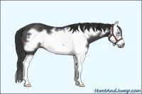 Horse Color:Brown Splash Frame Rabicano