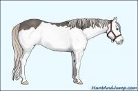 Horse Color:Silver Black Splash