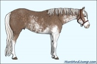 Horse Color:Silver Black Sabino Splash