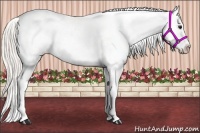 Horse Color:Silver Bay Appaloosa 