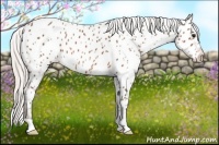 Horse Color:Silver Bay Appaloosa 