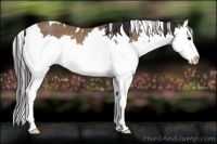 Horse Color:White Spotted Buckskin Splash Rabicano