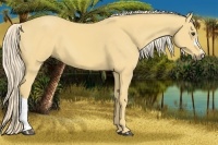 Horse Color:Palomino